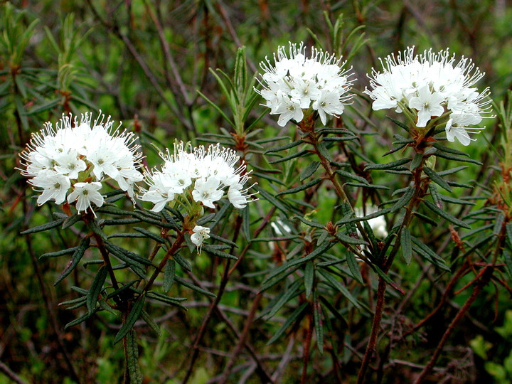 Rhododendron tomentosum