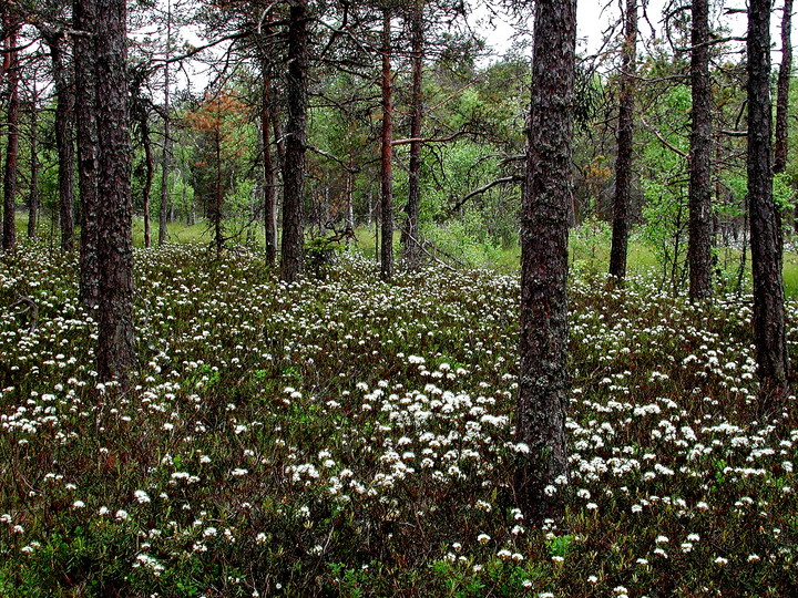 Rhododendron tomentosum