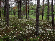 Rhododendron tomentosum