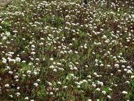 Rhododendron tomentosum