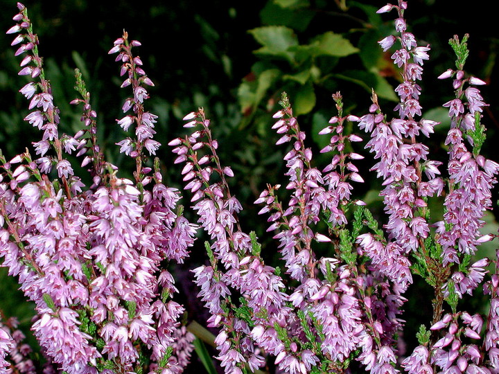 Calluna vulgaris