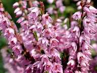 Calluna vulgaris