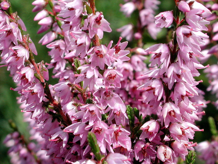 Calluna vulgaris