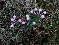 Andromeda polifolia