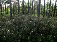 Rhododendron tomentosum