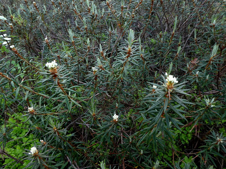 Rhododendron tomentosum