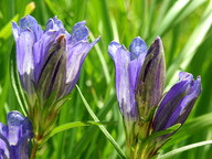 Gentiana pneumonanthe