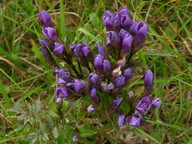 Gentianella amarella 