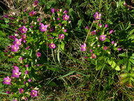 Centaurium pulchellum