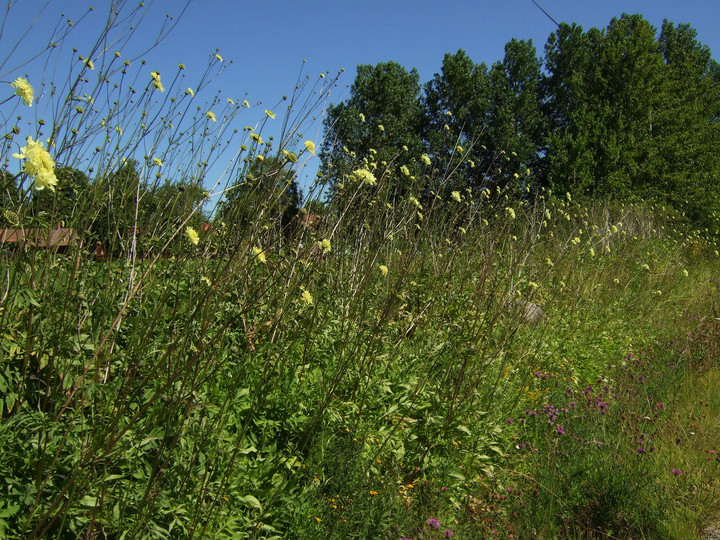 Cephalaria gigantea 