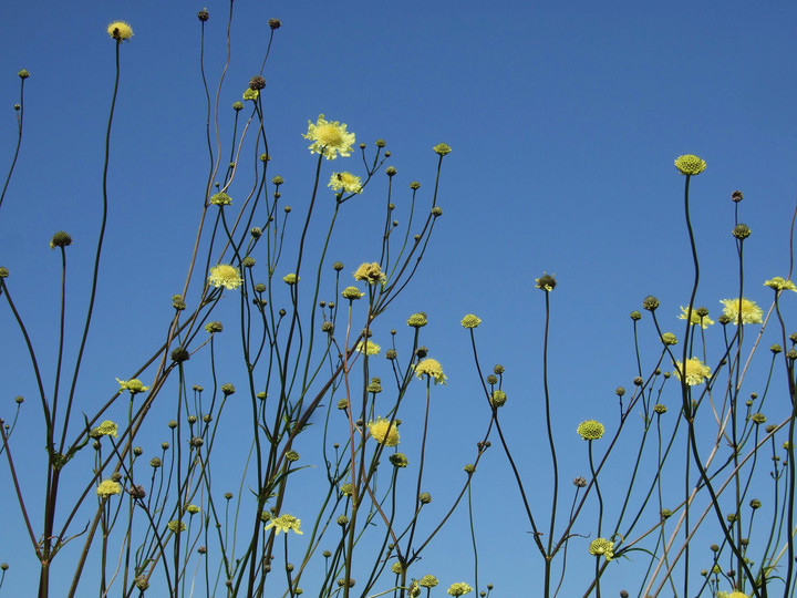 Cephalaria gigantea 