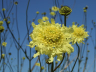 Cephalaria gigantea