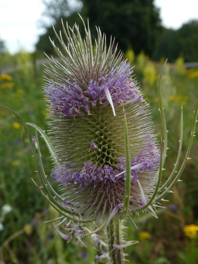 Dipsacus fullonum