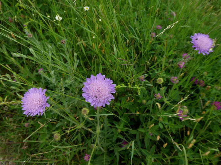 Knautia arvensis