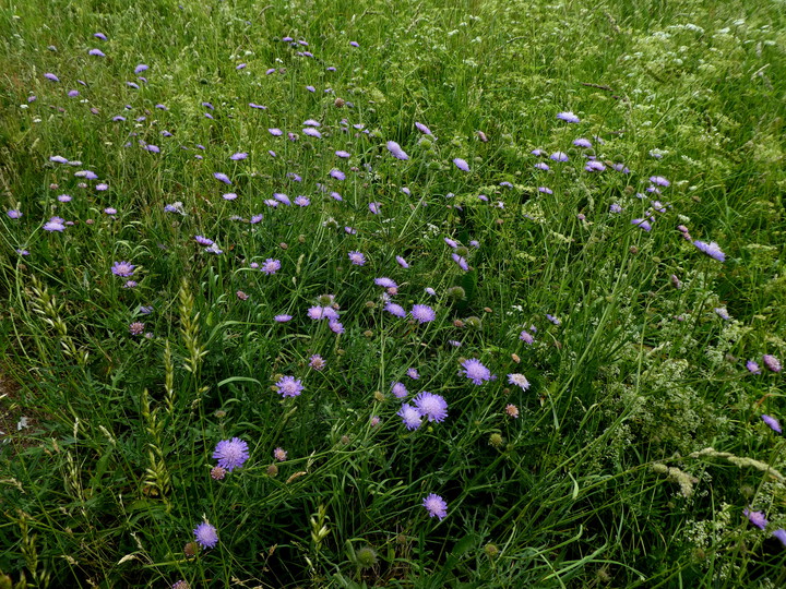 Knautia arvensis