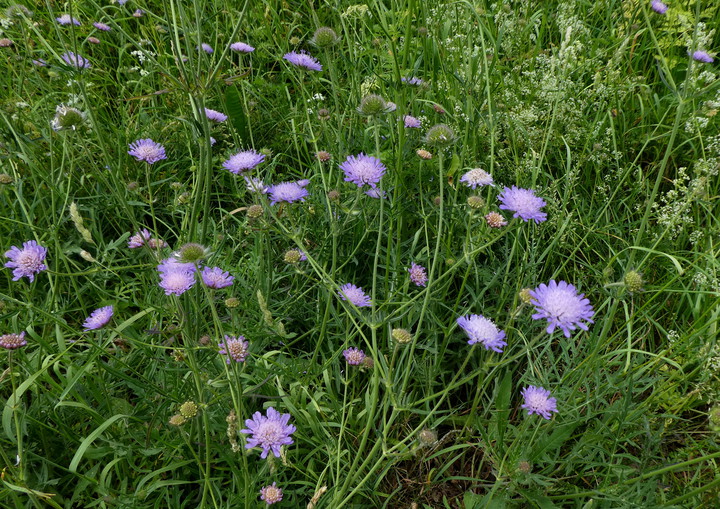 Knautia arvensis