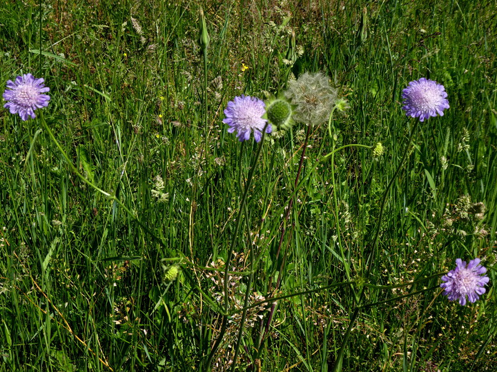 Knautia arvensis