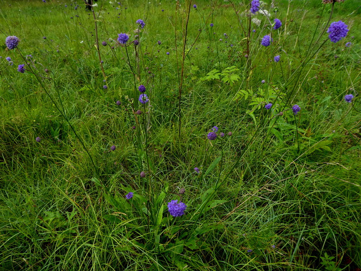 Succisa pratensis