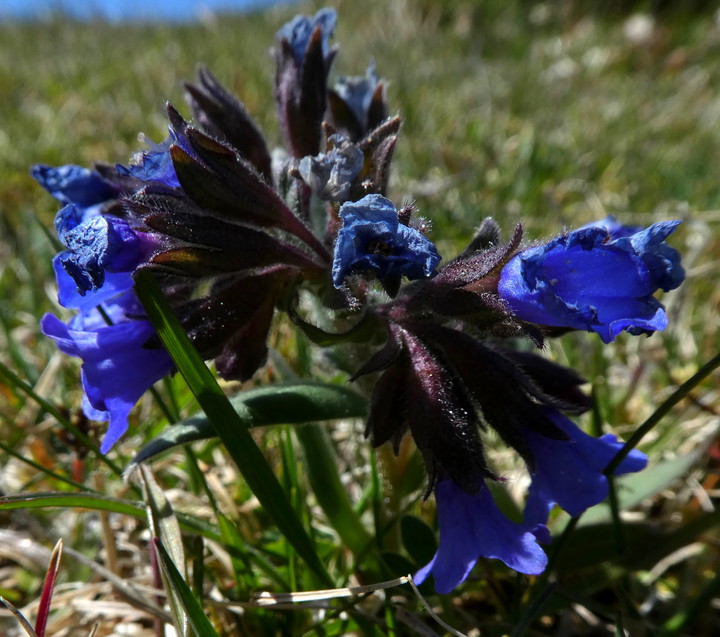 Pulmonaria angustifolia