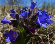 Pulmonaria angustifolia