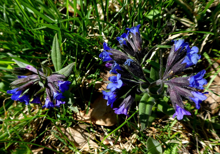 Pulmonaria angustifolia