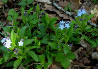 Myosotis silvatica