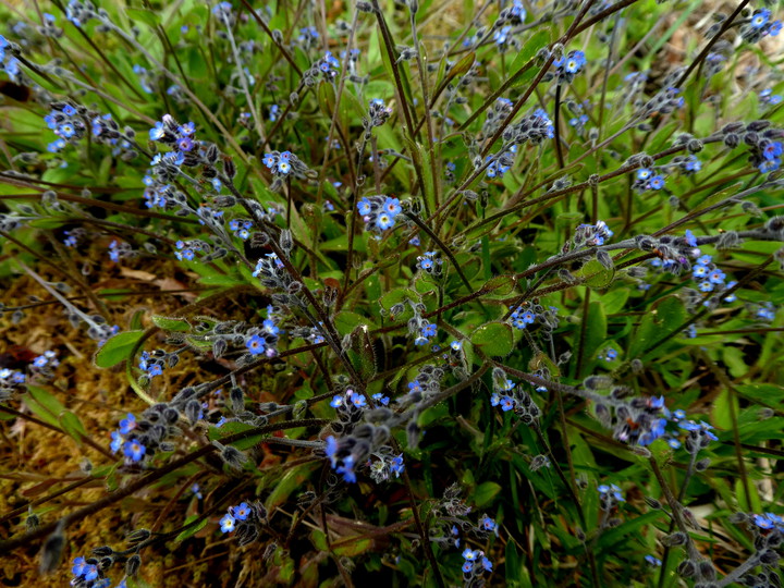 Myosotis ramosissima