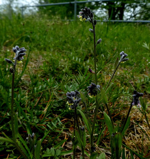 Myosotis discolor