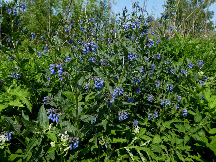 Symphytum asperum x officinale