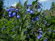 Symphytum asperum x officinale