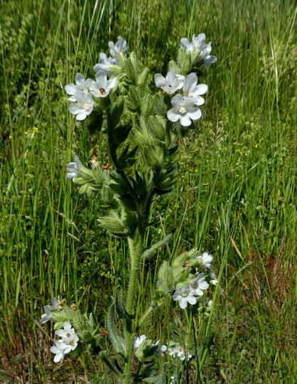 Anchusa officinalis