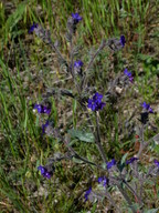 Anchusa officinalis