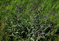 Anchusa officinalis