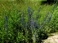 Echium vulgare