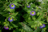 Nonea versicolor