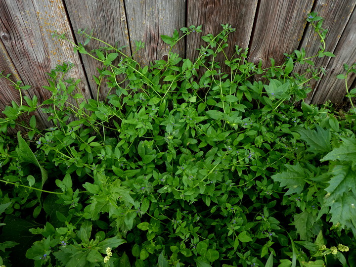 Asperugo procumbens