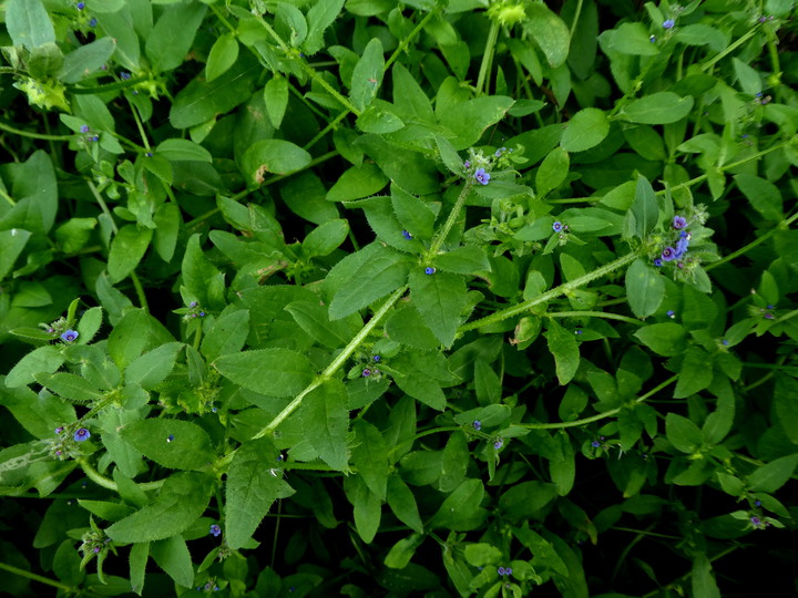 Asperugo procumbens