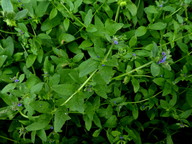 Asperugo procumbens