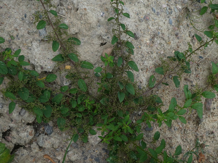 Chenopodium polyspermum