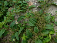 Chenopodium polyspermum