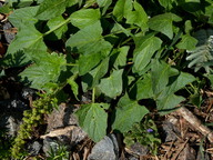 Chenopodium bonus-henricus