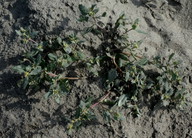 Atriplex glabriuscula