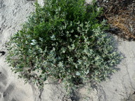 Atriplex glabriuscula