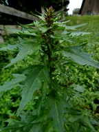 Chenopodium rubrum 