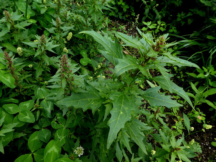 Chenopodium rubrum 
