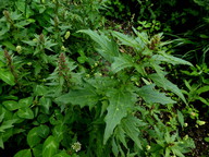 Chenopodium rubrum 