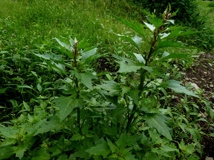 Chenopodium rubrum 