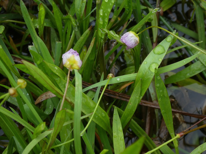 Baldellia repens 