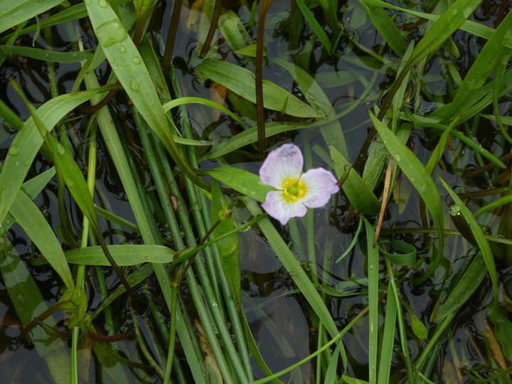 Baldellia repens