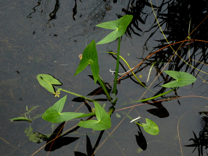 Sagittaria sagittifolia 
